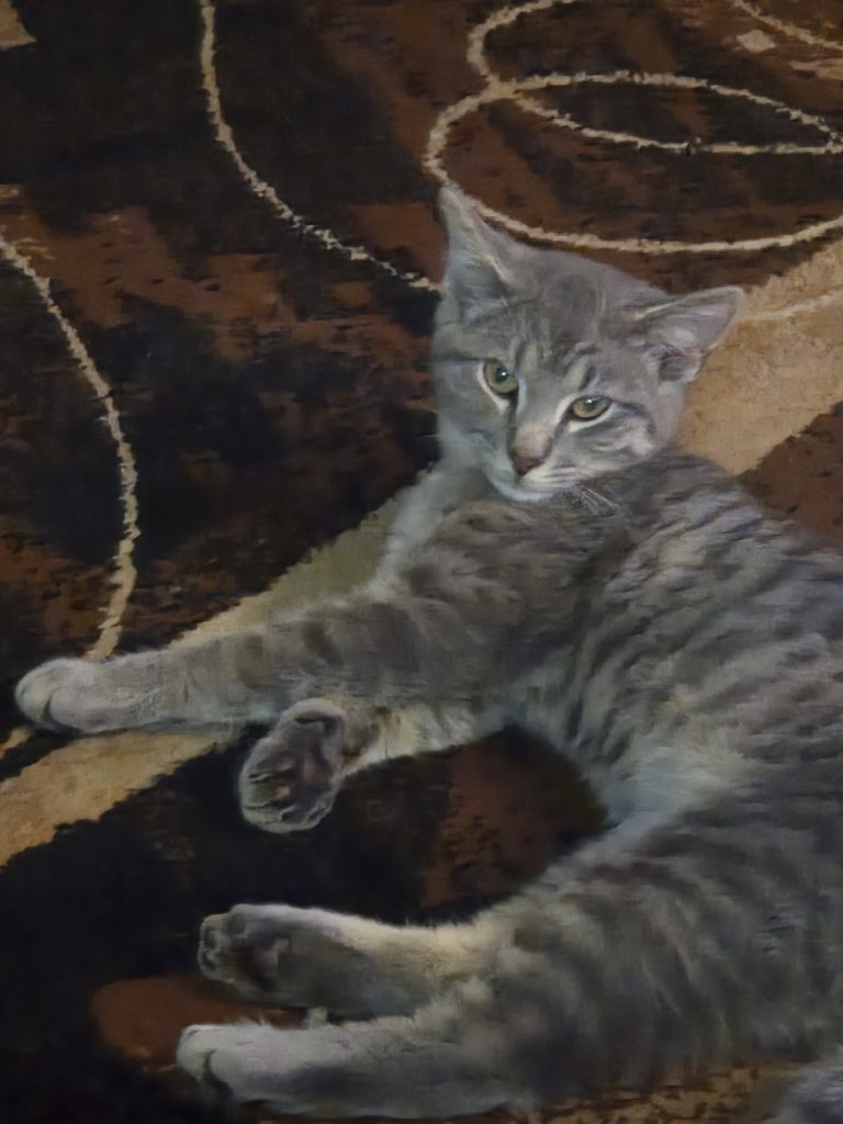 Siskiyou Humane Society | Mt. Shasta, CA