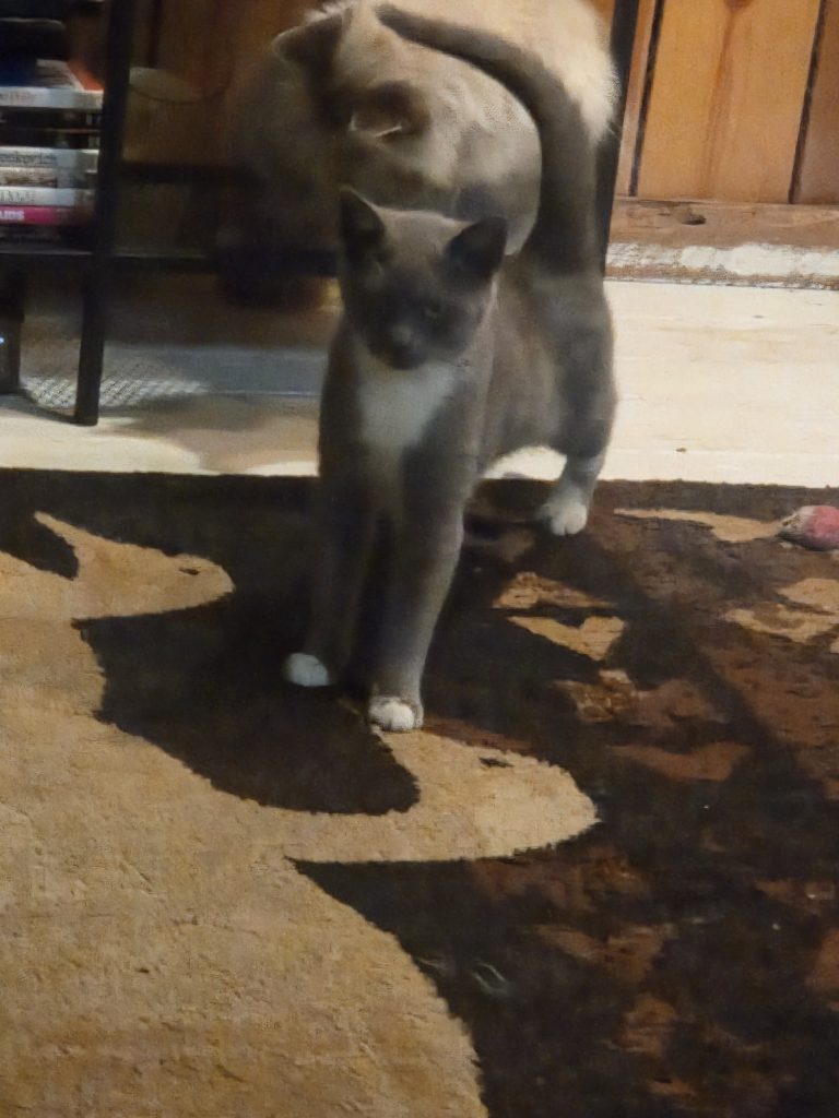 Siskiyou Humane Society | Mt. Shasta, CA