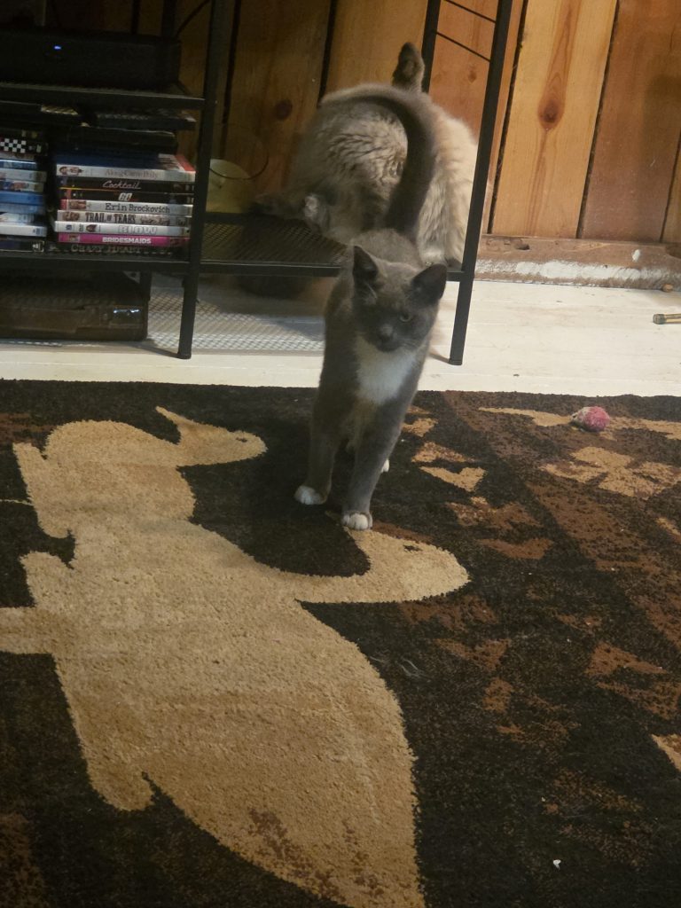 Siskiyou Humane Society | Mt. Shasta, CA