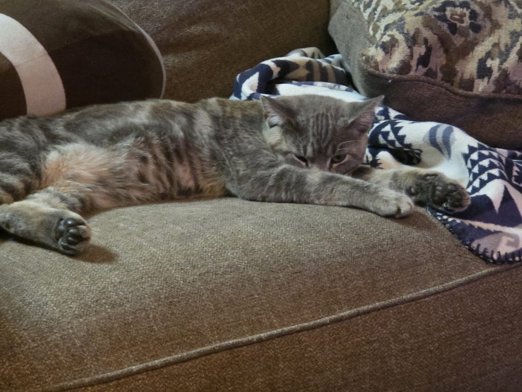 Siskiyou Humane Society | Mt. Shasta, CA