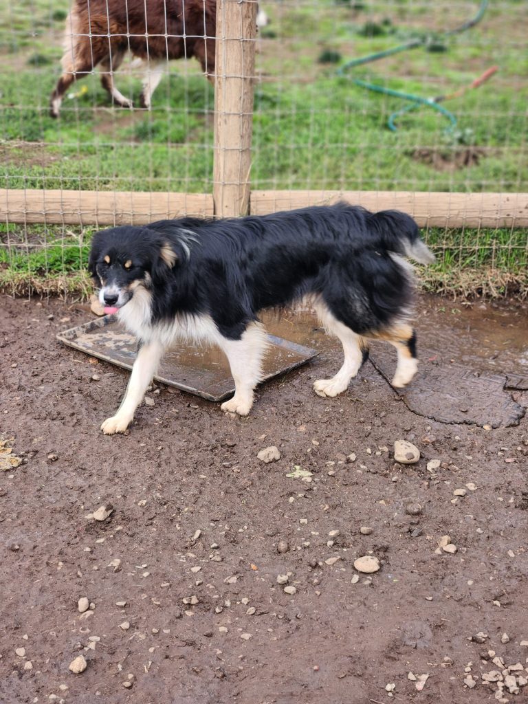 Siskiyou Humane Society | Mt. Shasta, CA